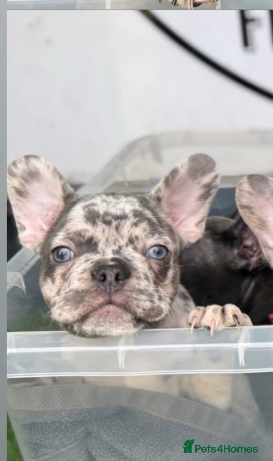 French Bulldog dogs for sale: Merle Frenchies - Image 3