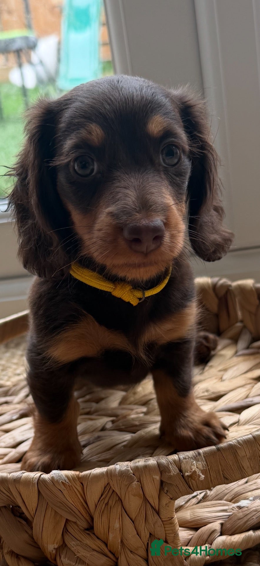 Miniature Dachshund dogs READY TO LEAVE💛 long-haired miniature dachshunds - Advert 2