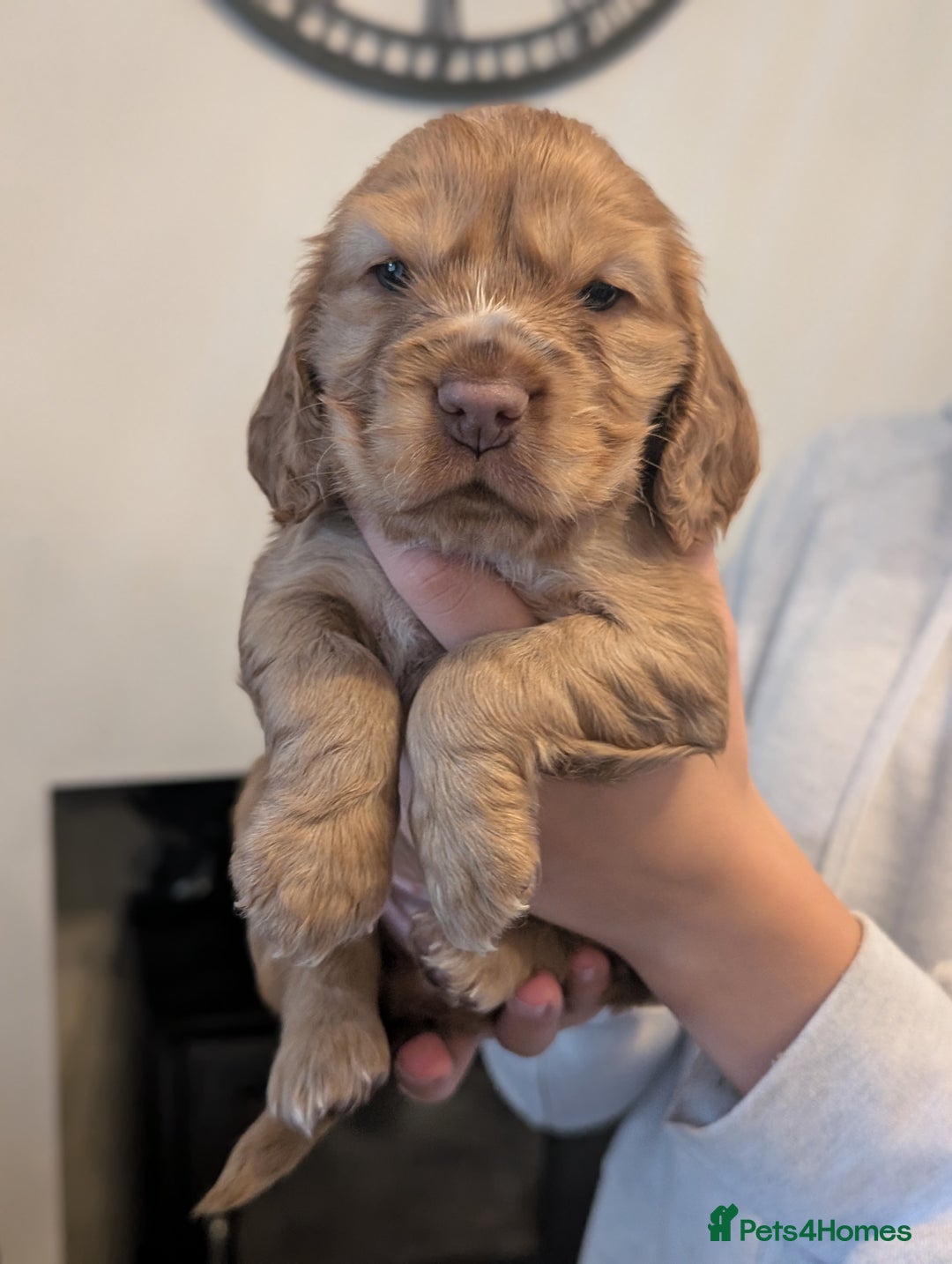 Cocker Spaniel dogs for sale: Quality Bred Show Type Cocker Spaniel Puppies - Image 7