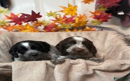 Sprocker dogs for sale: Beautiful Sprocker puppies  - Image 7
