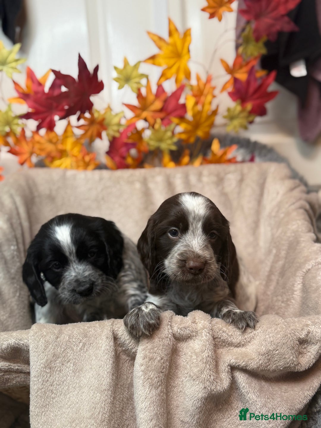 Sprocker dogs for sale: Beautiful Sprocker puppies  - Image 7
