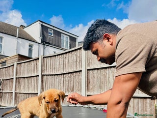 Staffordshire Bull Terrier dogs for sale - Advert 1