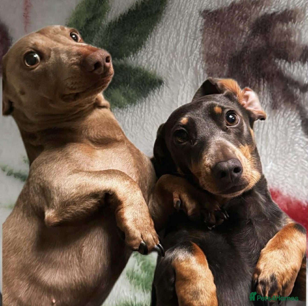 Miniature Dachshund dogs for sale: ❤️Minature Dachshunds for Sale ❤️ - Advert 4