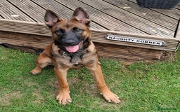 Belgian Shepherd Dog dogs for sale: Playful 7-Month-Old Belgian Malinois Puppy - Image 1
