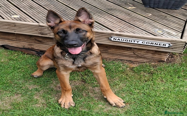 Belgian Shepherd Dog dogs - Advert 1