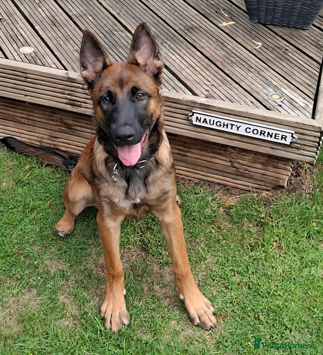 Belgian Shepherd Dog dogs for sale: Playful 7-Month-Old Belgian Malinois Puppy - Image 1