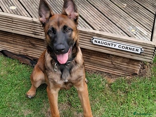 Belgian Shepherd Dog dogs - Advert 4