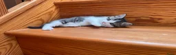 Mixed Breed cats for sale: Ragdoll mixed breed kittens for sale  - Advert 4