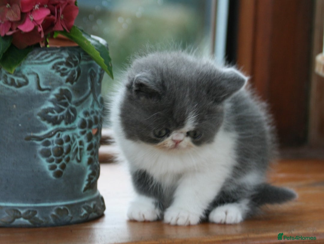 Exotic cats for sale: 2 Exotic male pedigree kittens - Image 4