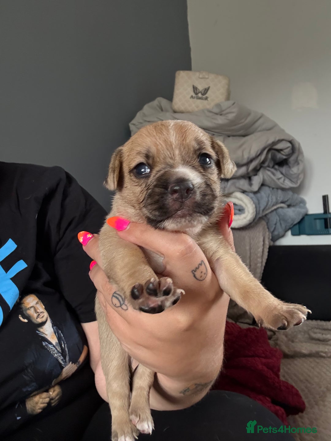 Mixed Breed dogs for sale: Mixed Breed Puppies  - Image 7