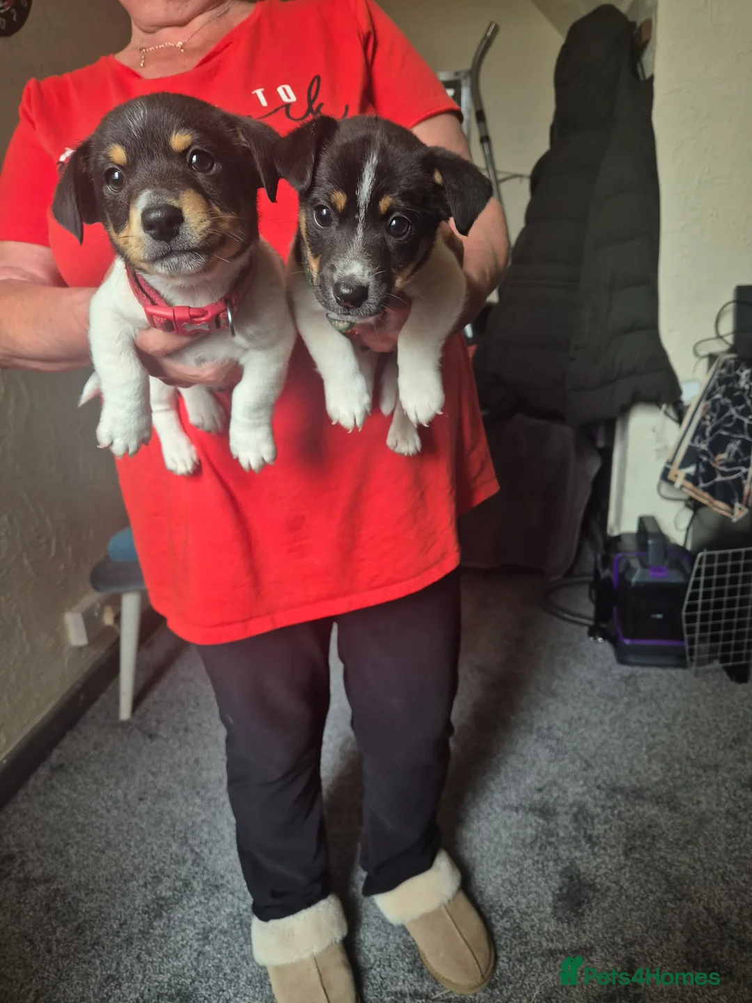 Jack Russell dogs for sale: Pure jack russel in Portsmouth - Advert 2