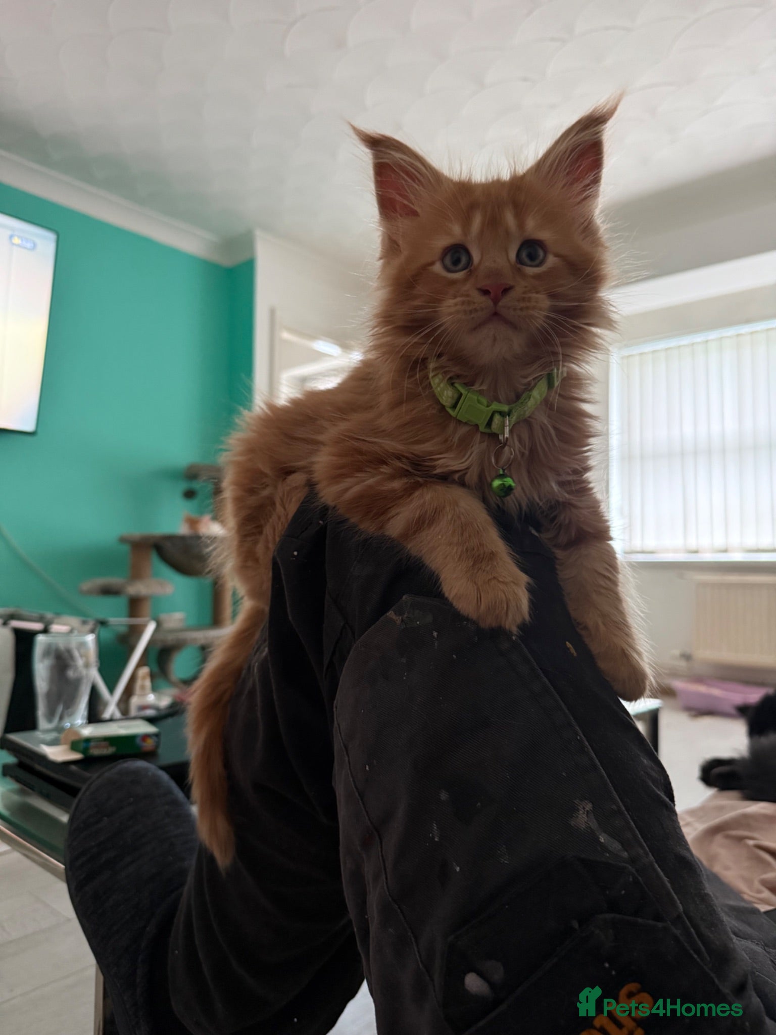 Maine Coon cats REDUCED One ginger mainecoon left   - Advert 2