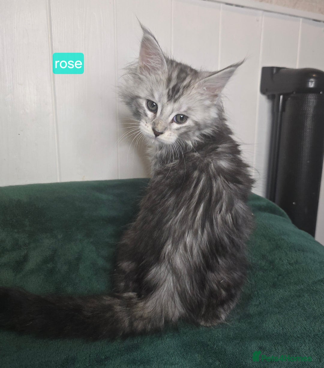 Maine Coon cats for sale: Stunning Silver Tica Pedigree Maine Coon Kittens - Advert 23
