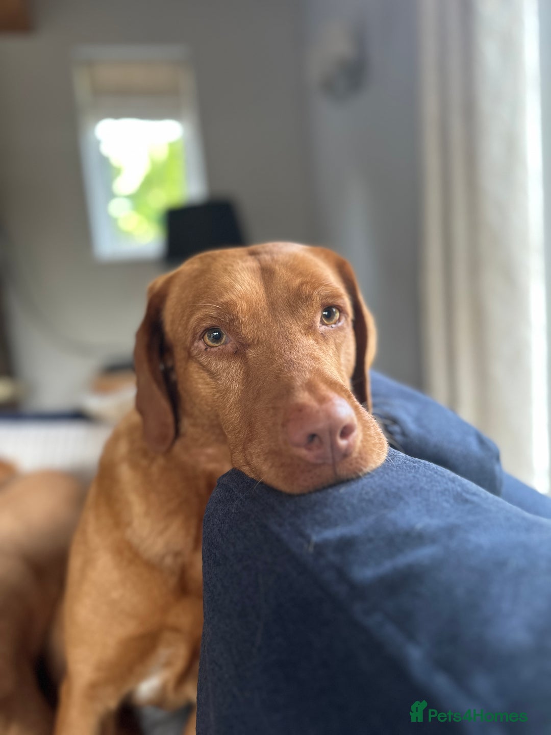 Labrador Retriever dogs for sale: Pedigree Fox Red Labrador KC Reg Health Tested - Image 7
