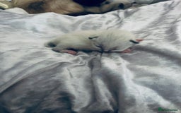 Ragdoll cats for sale: Ragdoll kittens  - Image 1