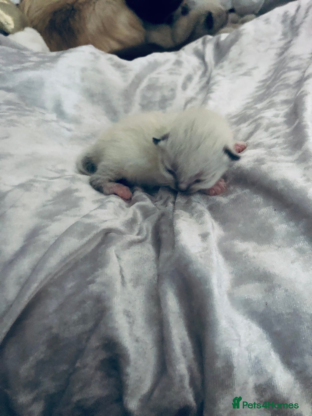 Ragdoll cats for sale: Ragdoll kittens  - Image 1