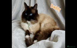 Ragdoll cats for sale: Ragdoll Kittens Looking for Loving Homes - Image 10
