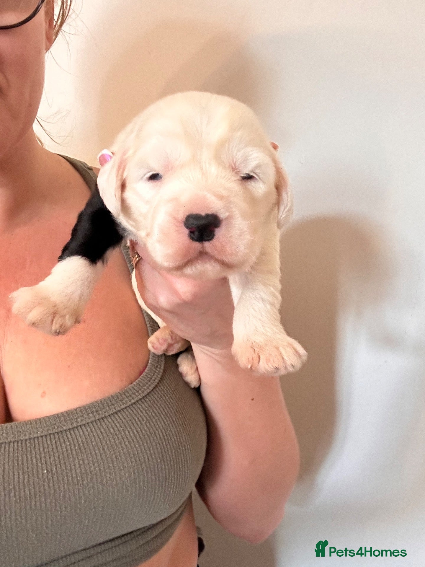 Old English Sheepdog dogs Just 2 girls left! - Advert 8