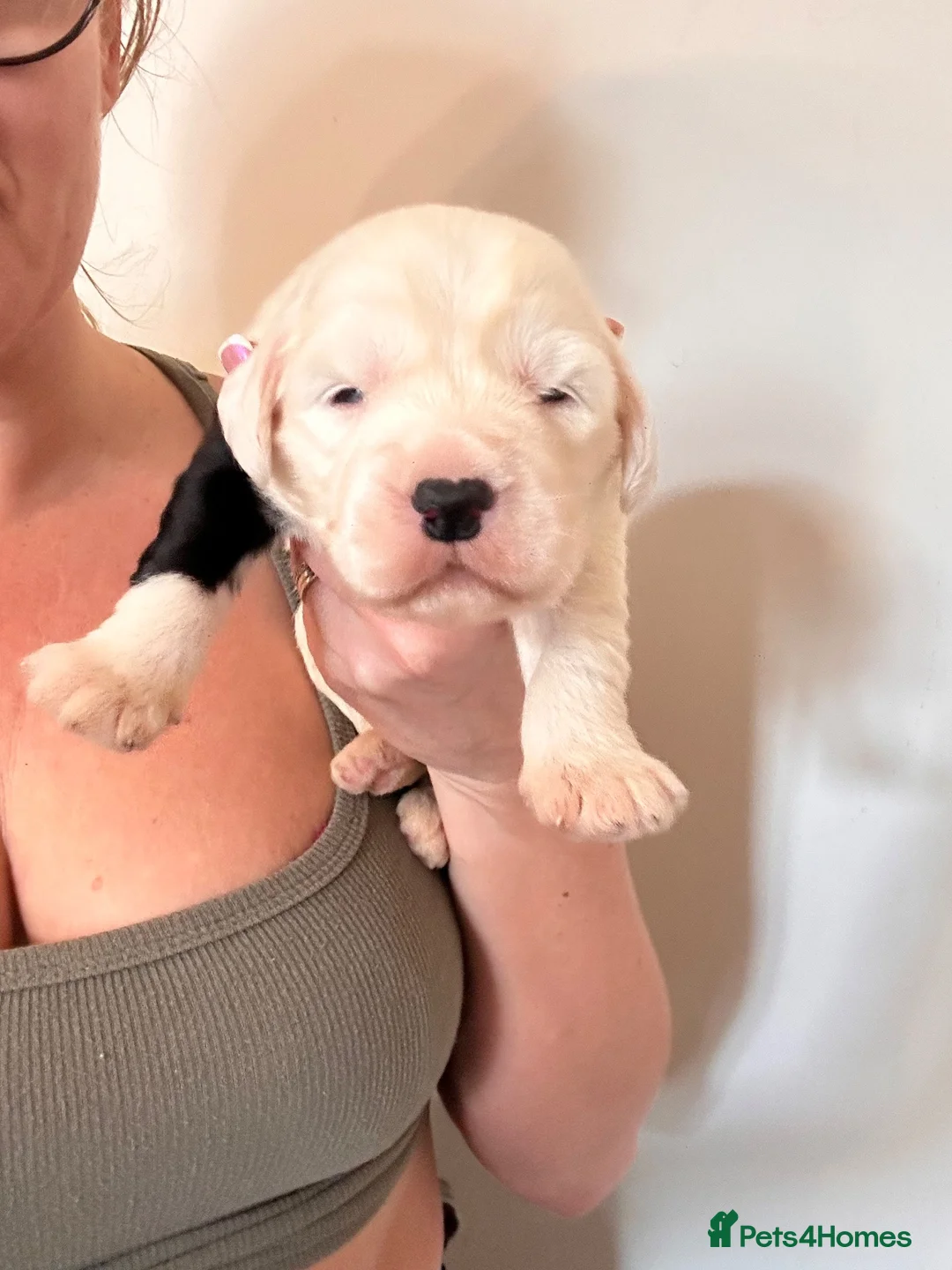 Old English Sheepdog dogs for sale: Just 2 girls left! - Advert 1