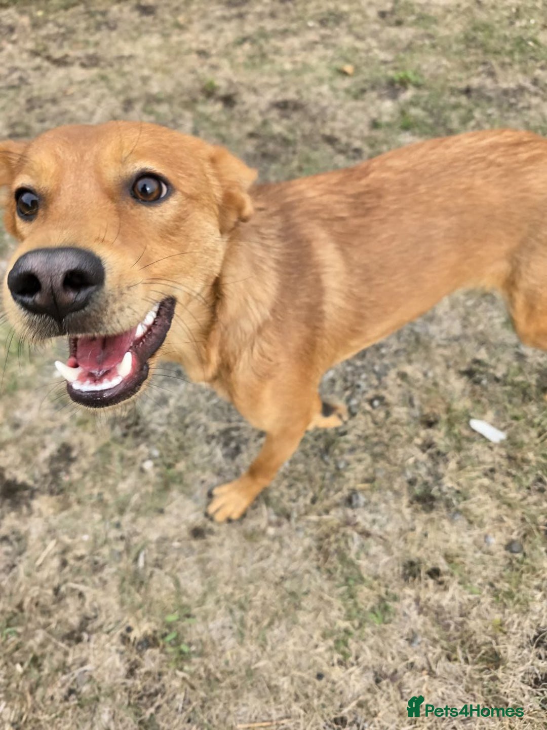 Mixed Breed dogs for adoption: 💙ARNY💙 -9 months beautiful boy needs home ASAP - Advert 7