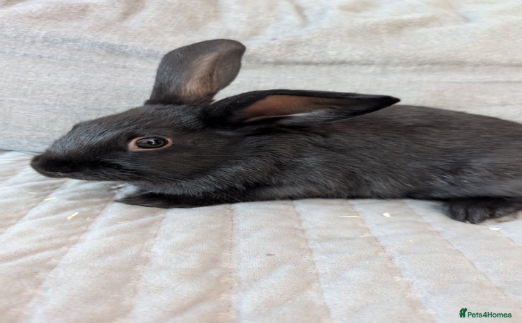 Mixed Breed rabbits - Advert 7