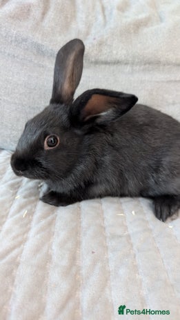 Mixed Breed rabbits - Advert 20