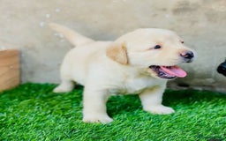 Labrador Retriever dogs for sale: Chunky KC reg Labrador pups - Image 3