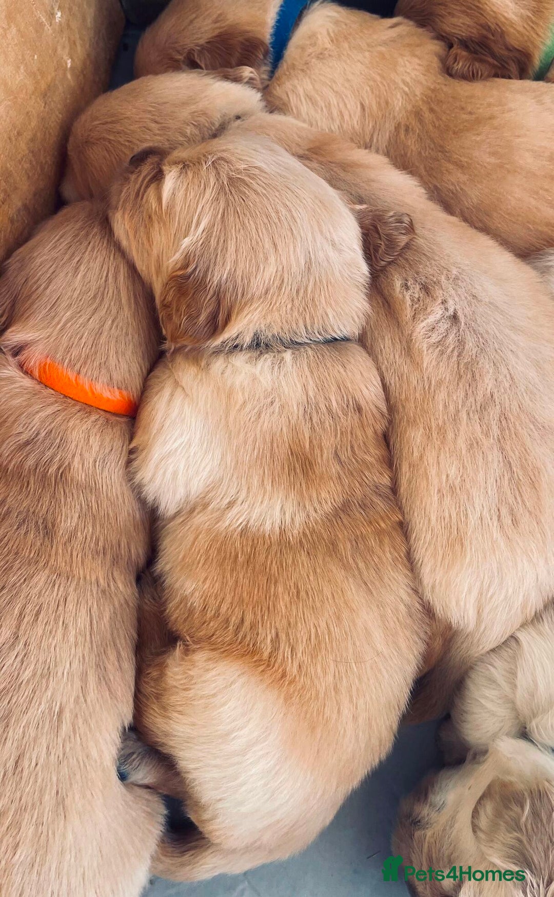 Golden Retriever dogs for sale: Golden Retriever Pups - Image 4