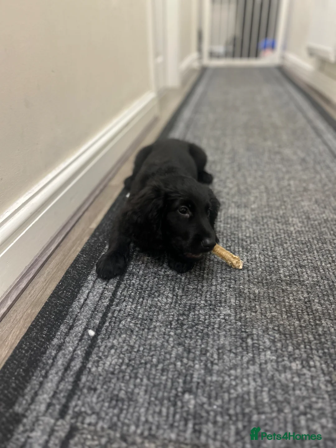 Cockapoo dogs for sale: Rehoming cockapoo puppy! - Advert 5