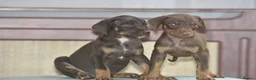 Mixed Breed dogs for sale: Unique hybrid dobermann puppies - Advert 11