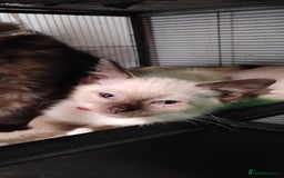 Ragdoll cats for sale: 3/4 ragdoll kittens - Image 9