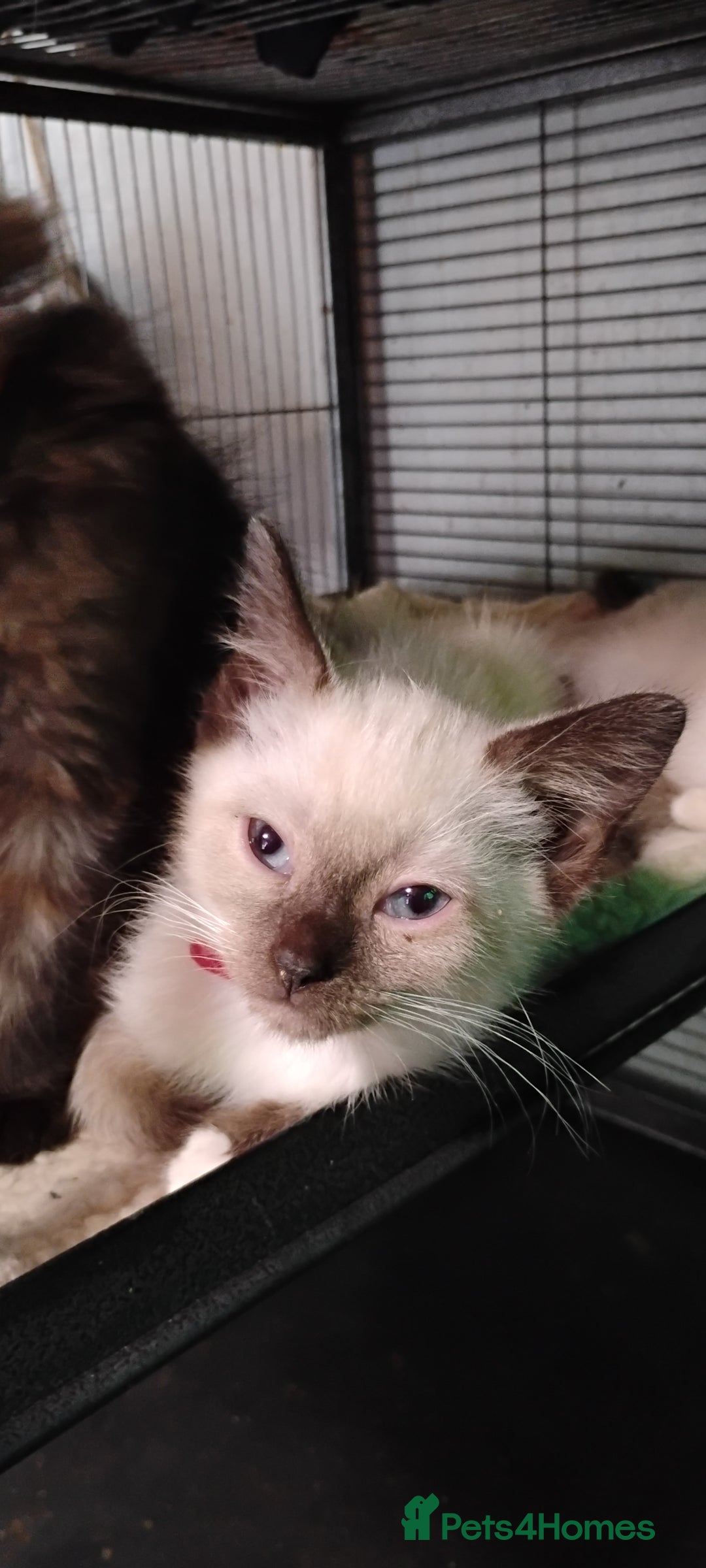 Ragdoll cats for sale: 3/4 ragdoll kittens - Image 9