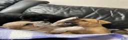 Mixed Breed dogs for sale: German shepherd x Staff litter - super friendly - Advert 33