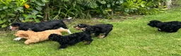 Cavapoo dogs for sale: Healthy comical characters- delightful puppies - Advert 3