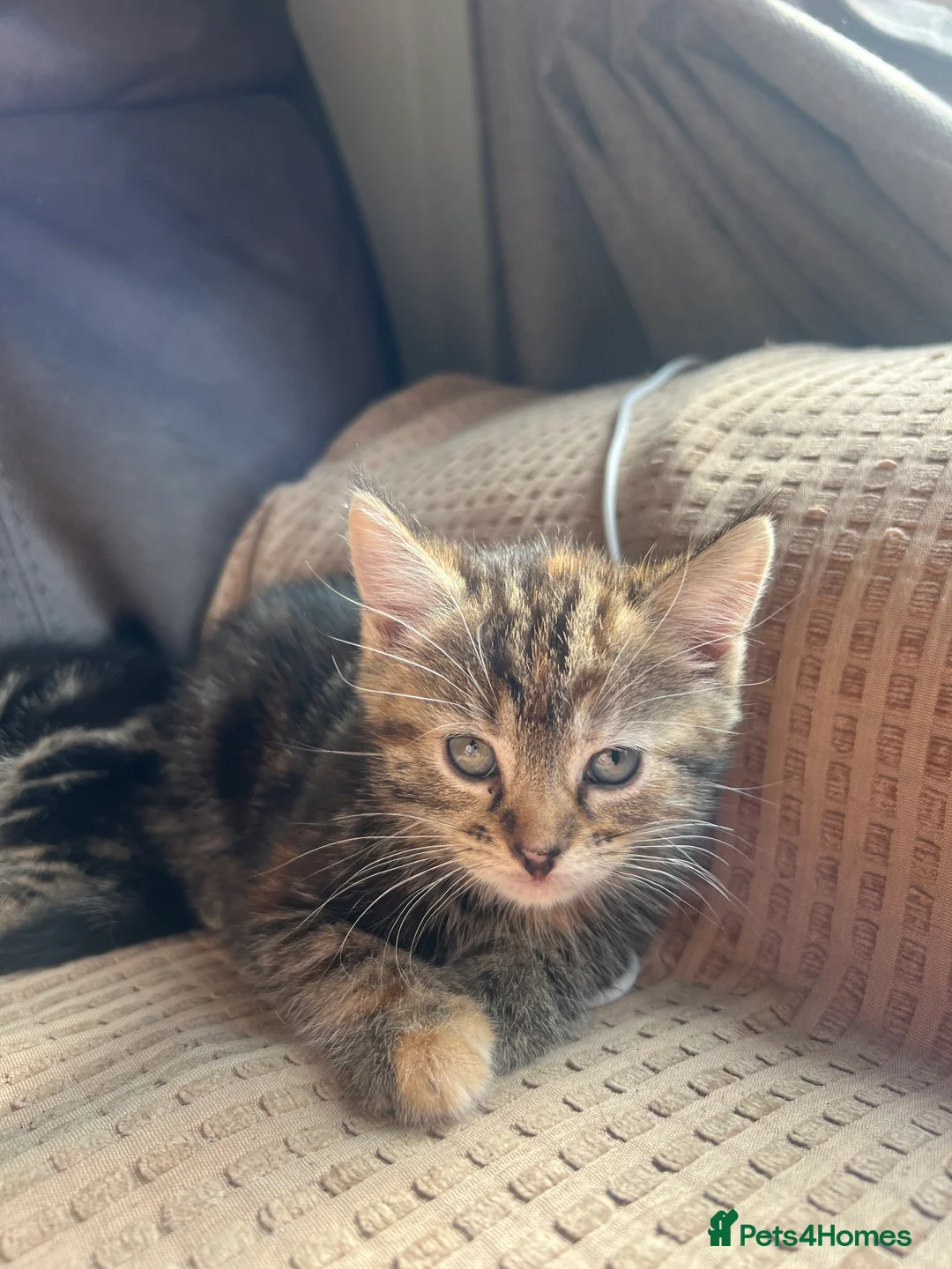 Domestic Shorthair cats for sale: Four kittens available in London - Advert 2