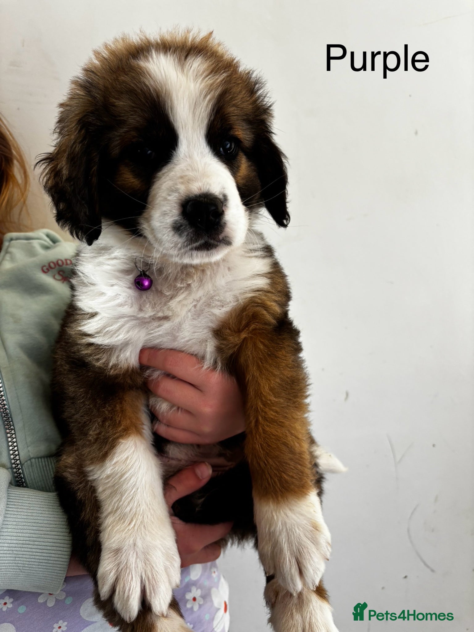 Mixed Breed dogs Bernes Mountain X Saint Bernard Puppies For Sale - Advert 12