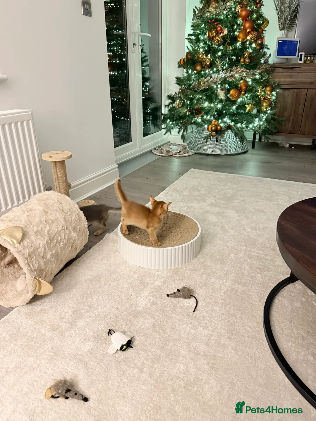 Abyssinian cats for sale: Abyssinian Kittens 🐾 - Advert 18