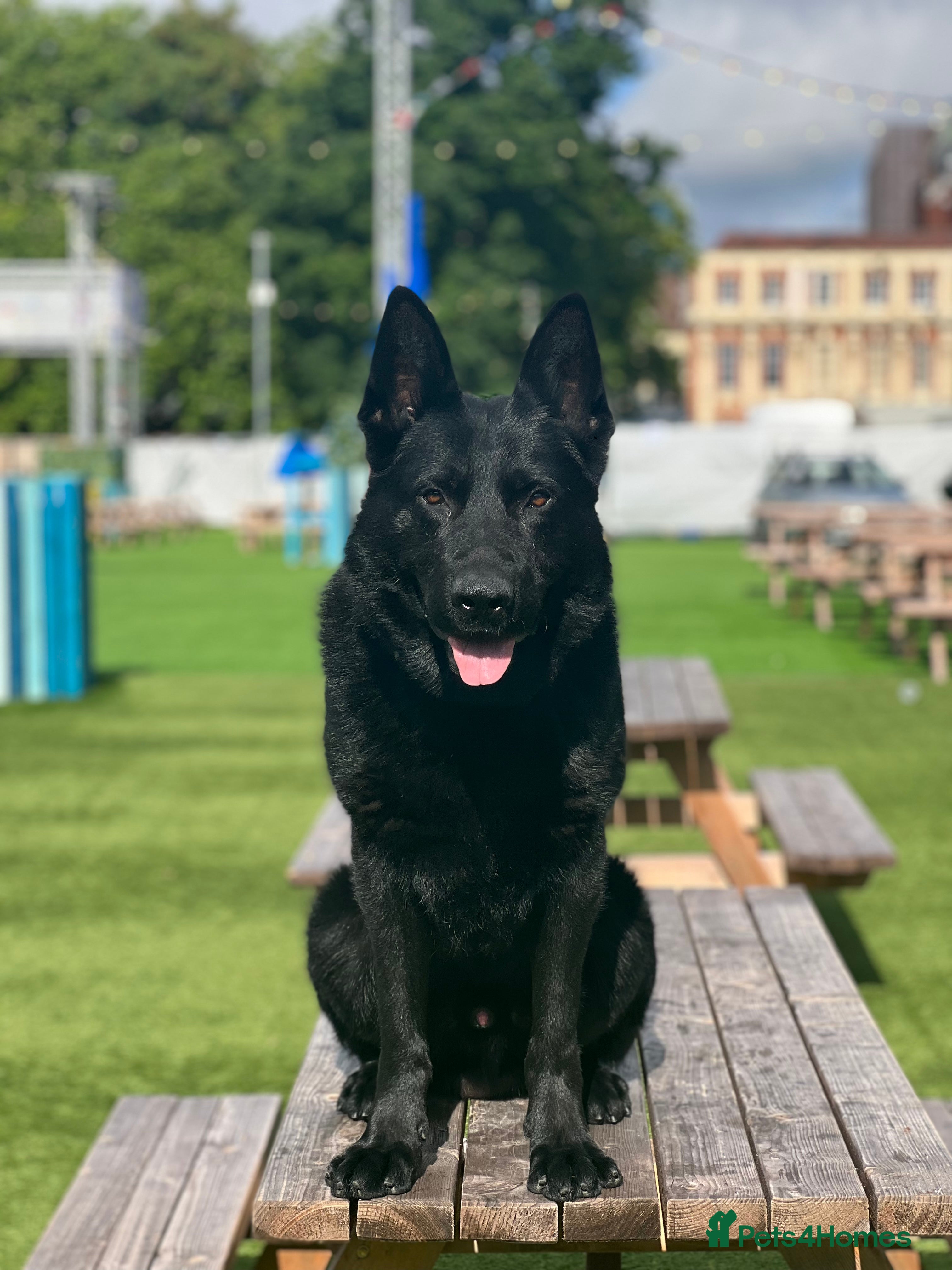 German Shepherd dogs Black Jinopo stud Proven in Walsall - Advert 6