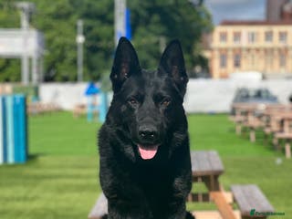 German Shepherd dogs Black Jinopo stud Proven in Walsall - Advert 9