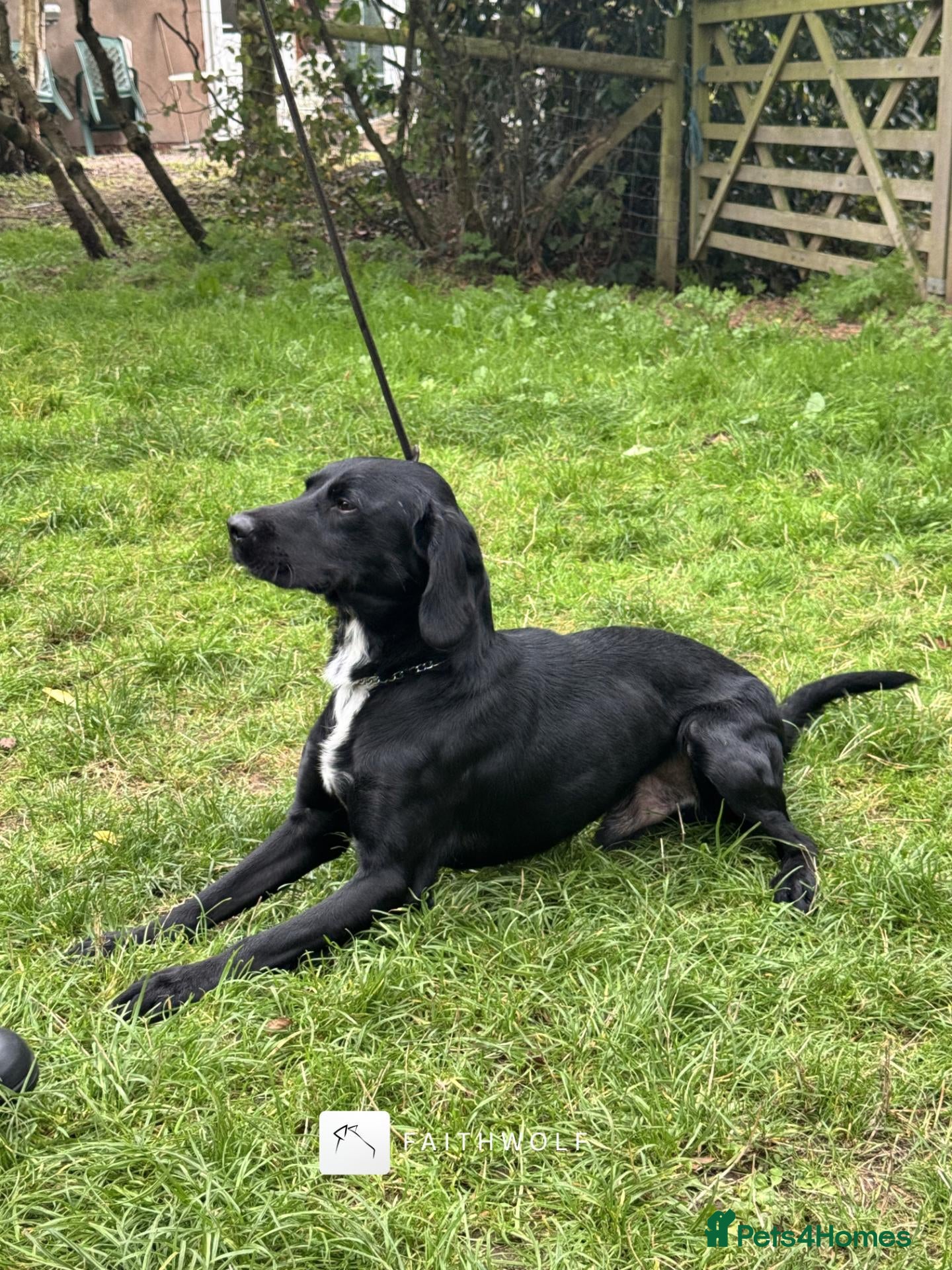 Springador dogs Drake - Fully Trained Pet Springador - Advert 1