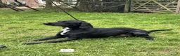Springador dogs for sale: Drake - Fully Trained Pet Springador - Advert 1