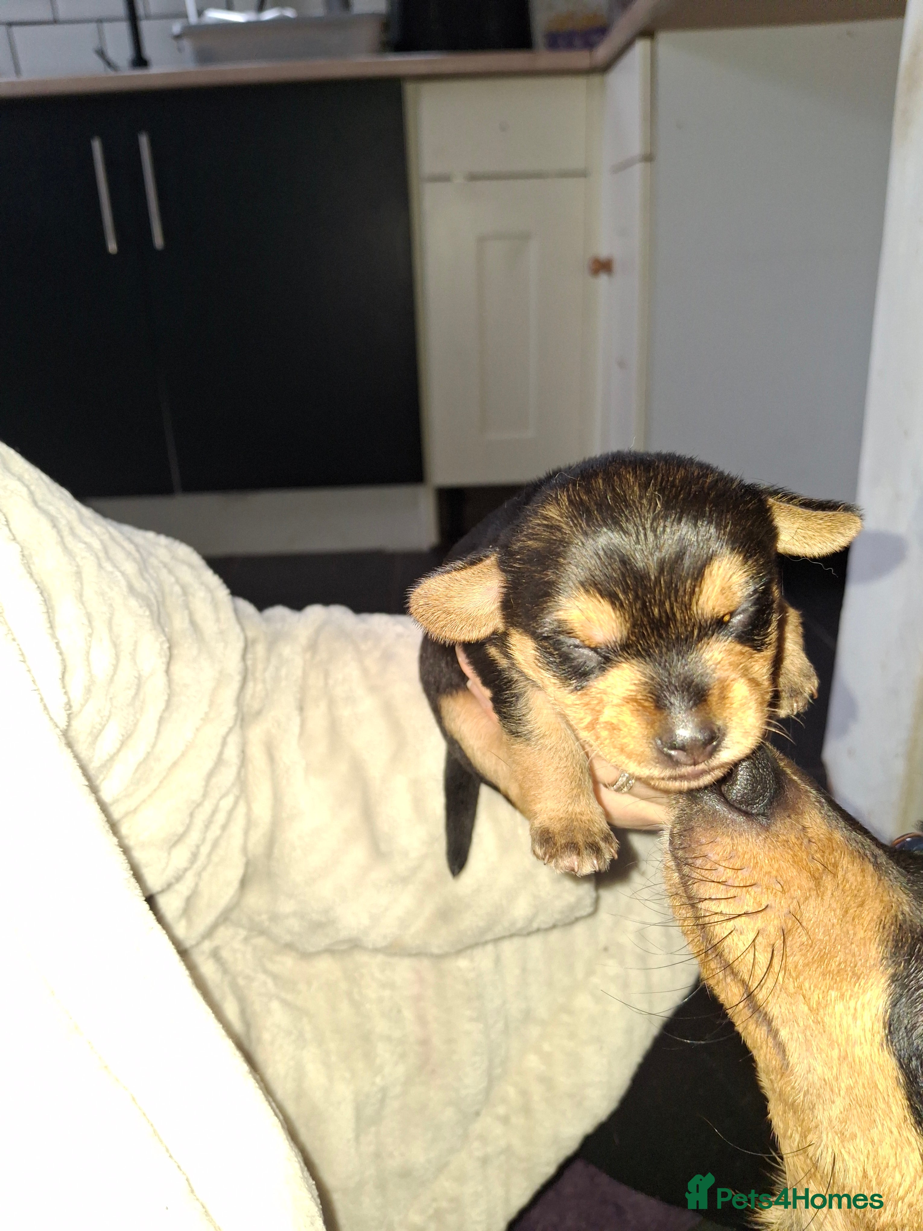 Mixed Breed dogs Dorkies  - Advert 1