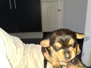 Mixed Breed dogs Dorkies - Advert 6