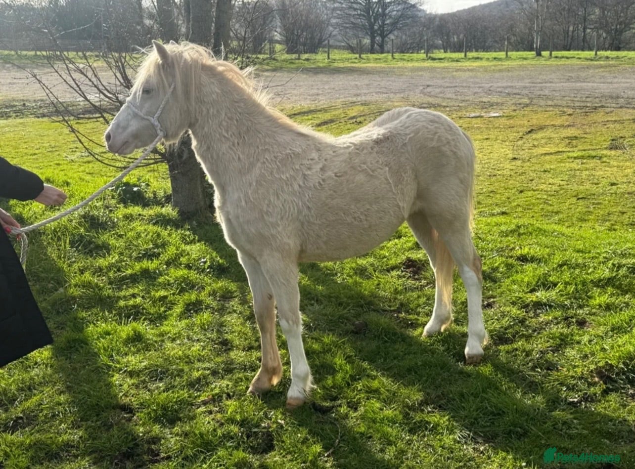 Welsh Section A horses Registered Welsh SectionA filly full WPCS pedigree - Advert 2