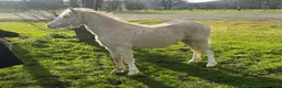 Welsh Section A horses for sale: Registered Welsh SectionA filly full WPCS pedigree - Advert 2