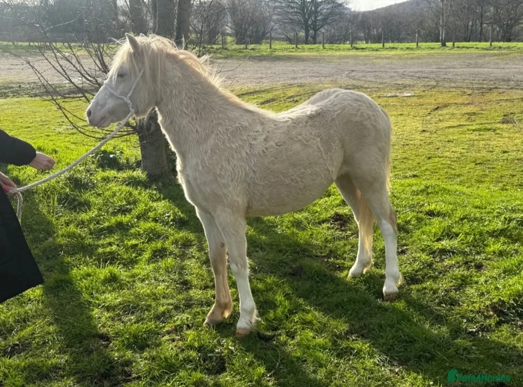 Welsh Section A horses for sale: Registered Welsh SectionA filly full WPCS pedigree - Advert 2