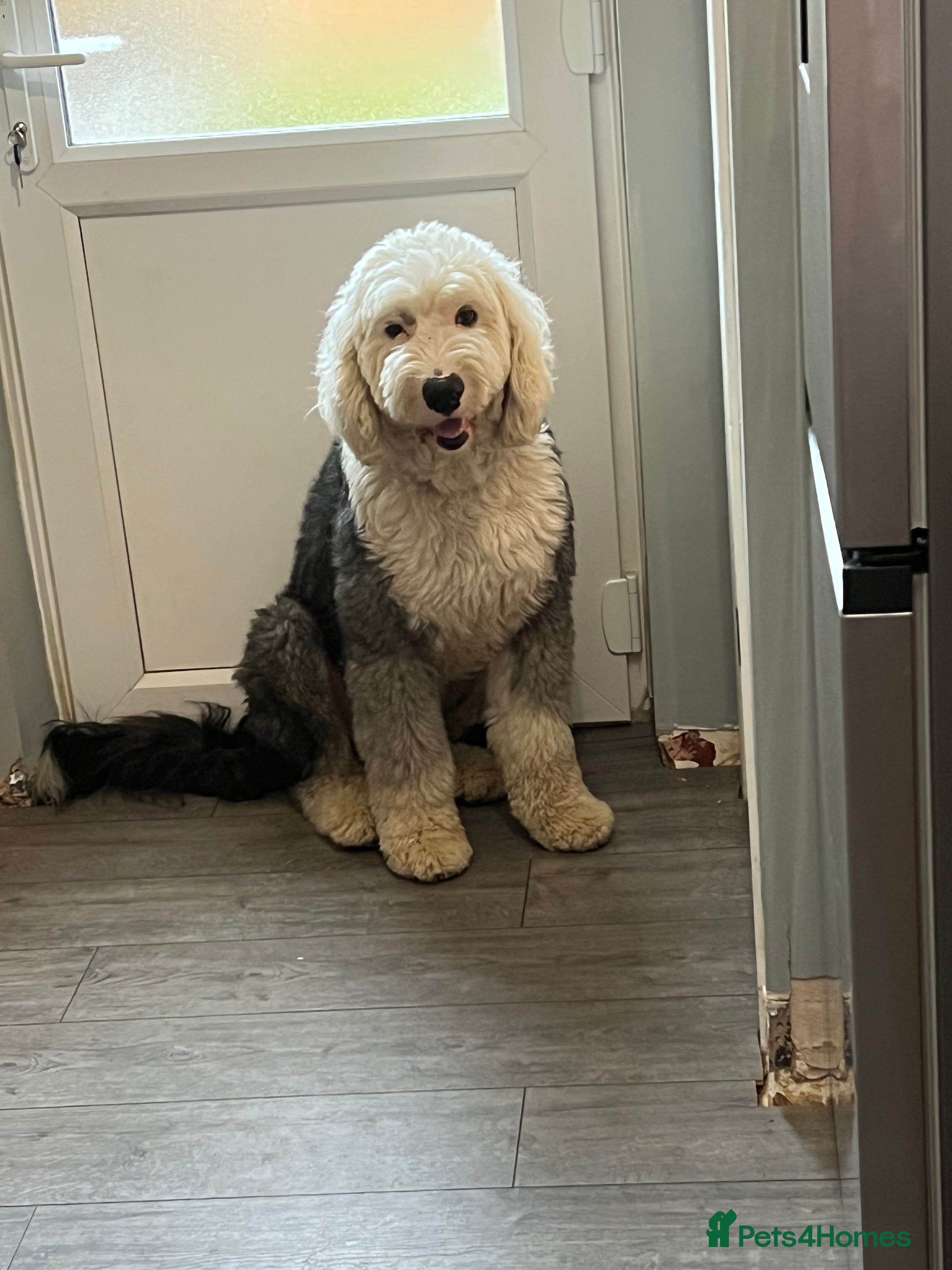 Old English Sheepdog dogs Old English Sheepdog  - Advert 1