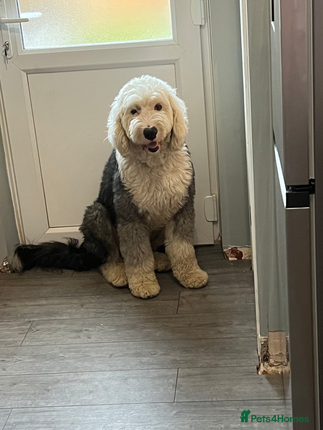 Old English Sheepdog dogs for sale: Old English Sheepdog  - Advert 2