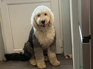 Old English Sheepdog dogs for sale: Old English Sheepdog - Advert 1