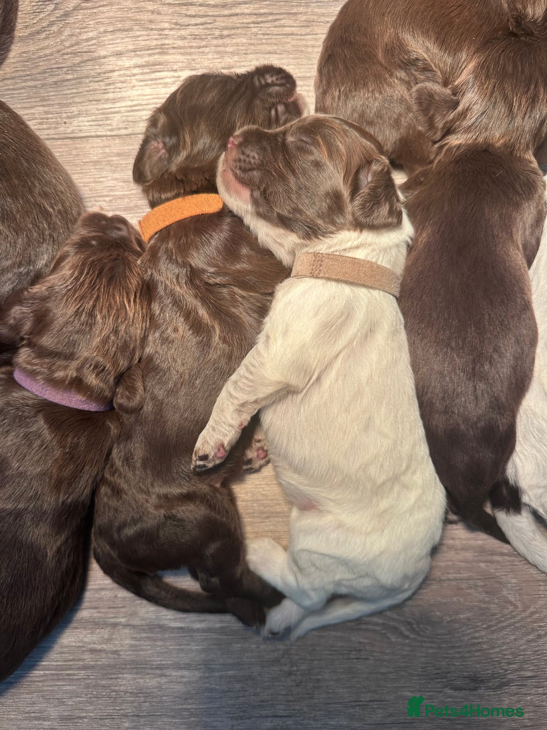 Cocker Spaniel dogs for sale: Cocker spaniel puppies - Image 16
